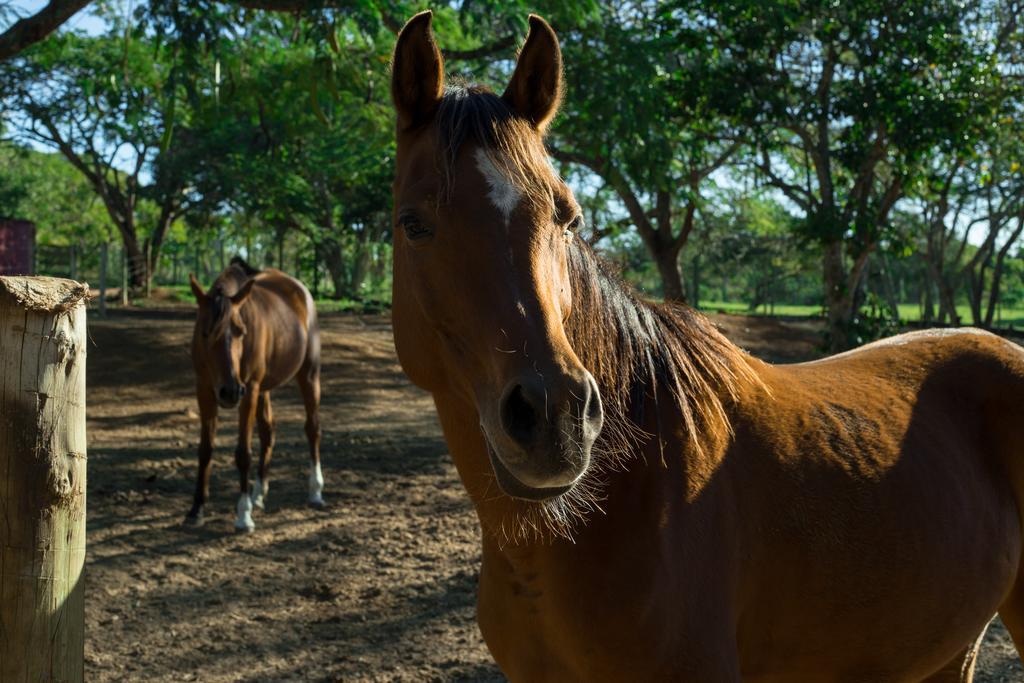 Pousada Fazendinha Buzios Extérieur photo